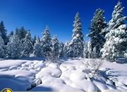 冬季森林寻宝-用你的眼力看你能否在冬季白雪覆盖的森林景..