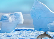 南极海豚逃生