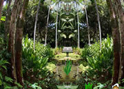 Amazon Rainforest Escape
