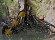 Mangrove Forest Escape