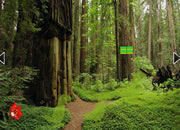 Escape From Redwood Forest