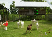 Goat Ranch Escape