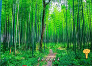 Bamboo Forest Escape
