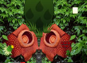 Rafflesia Flower Forest Escape