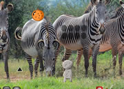 Zebra Forest Escape