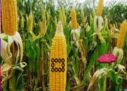 Giant Corn Land Escape
