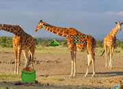 Giraffe Living Land Escape