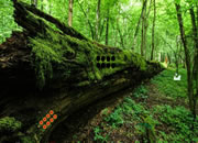 Nature Wooden Forest Escape