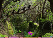 Enchanted Mossy Green Forest Escape
