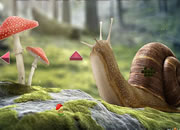 Wonder Snail Forest Escape