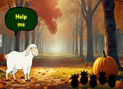 Mother Sheep Seeking Child