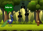 照顾受伤的孔雀