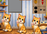 Find Playful Cat Milo