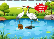 Care for the Pregnant Crane